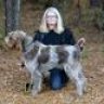 Drago Spinone