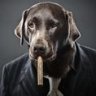 cigarrodog