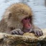 Snow Monkey