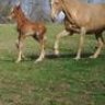 iraisehorses