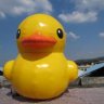 odd duck