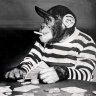 SmokingChimp