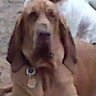 bloodhound13