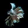 rumblefish69