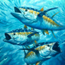 Yellowfin 2na
