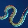 Nematode
