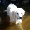 GoodBoyCody