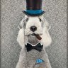 MrBedlington