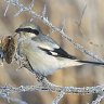 Greyshrike