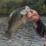 Crappie71