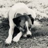 Old_Dog