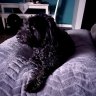 5DogDad