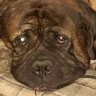 GrumpySoreOldBastard