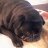 musashipug