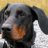 Doberman_Dave