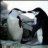 Gay Penguin