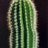DeathByCactus