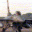 bullF-16