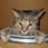 KatClaws