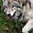 Running_Wolf