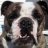 cdn_Bulldog