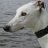 Greyhound