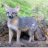 TheGreyFox