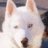 whitehusky