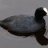 coot_shootr