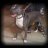 Tippit1