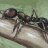 FireAnt