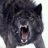 TIMBERWOLF81