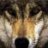 wolf229