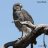 Grayhawk