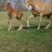 iraisehorses