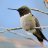 Rubythroat