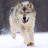 ArcticWolf7