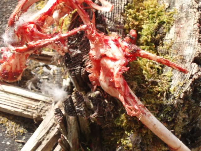 fatwood039.jpg