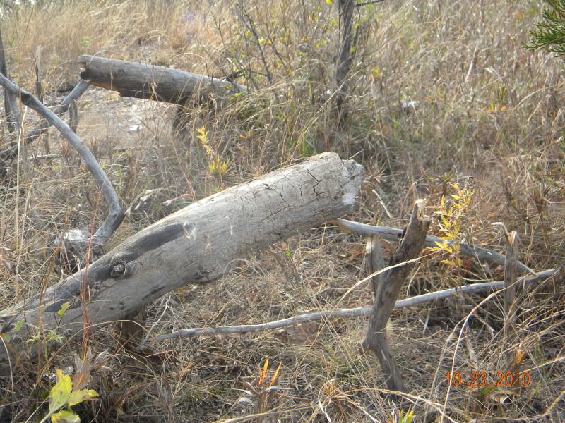 DSCN2966.jpg