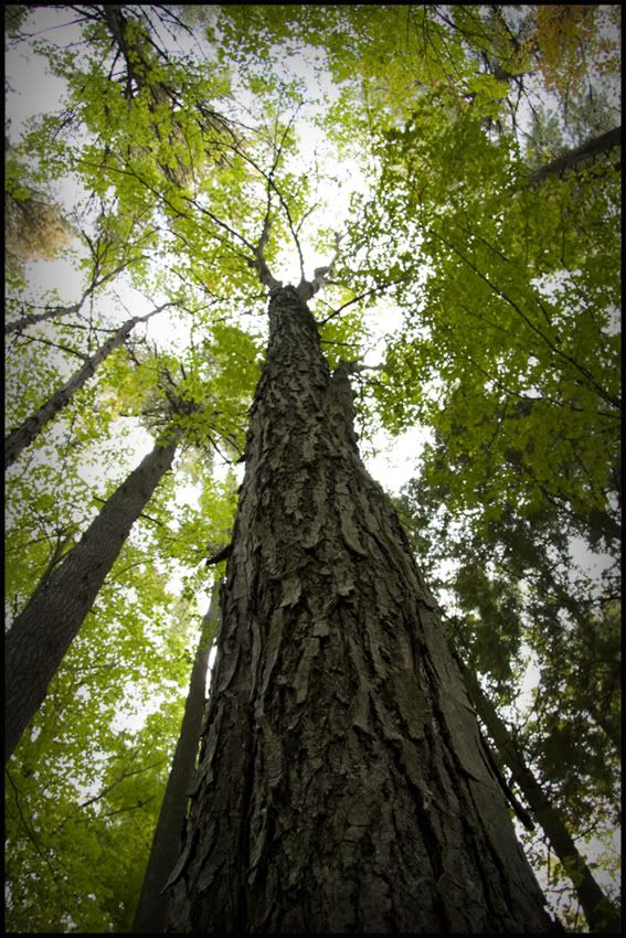 tree.jpg