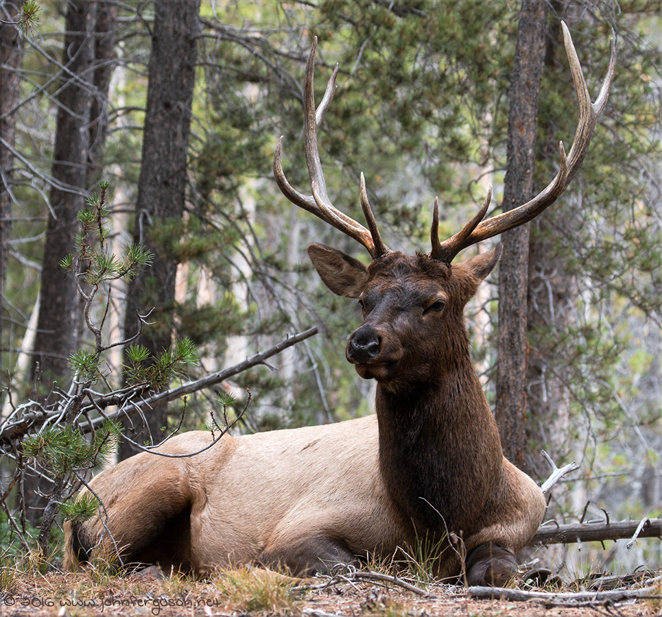 elk1.jpg