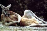 funny_kangaroo_edited_150.jpg