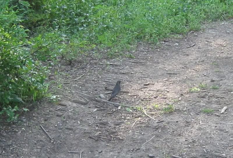Bird-1.jpg