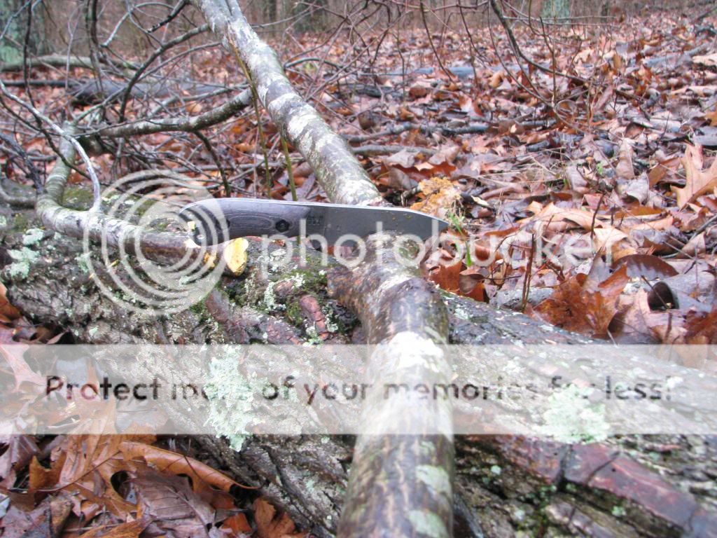 IMG_3450_zps9eebee33.jpg