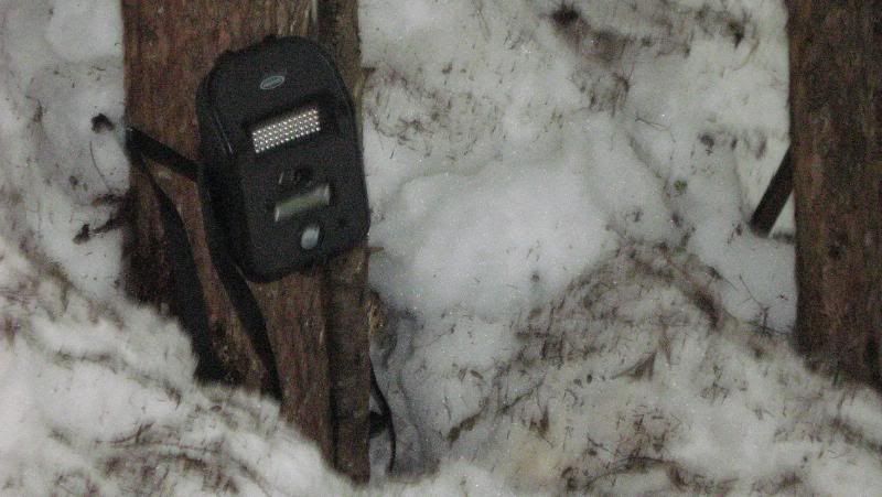 beaver2011030.jpg