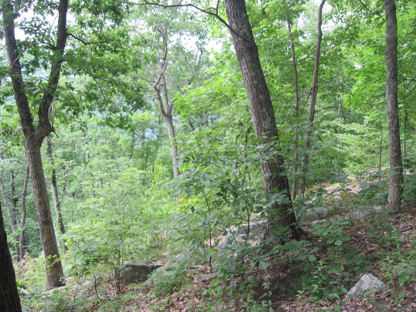 IMG_3431.jpg