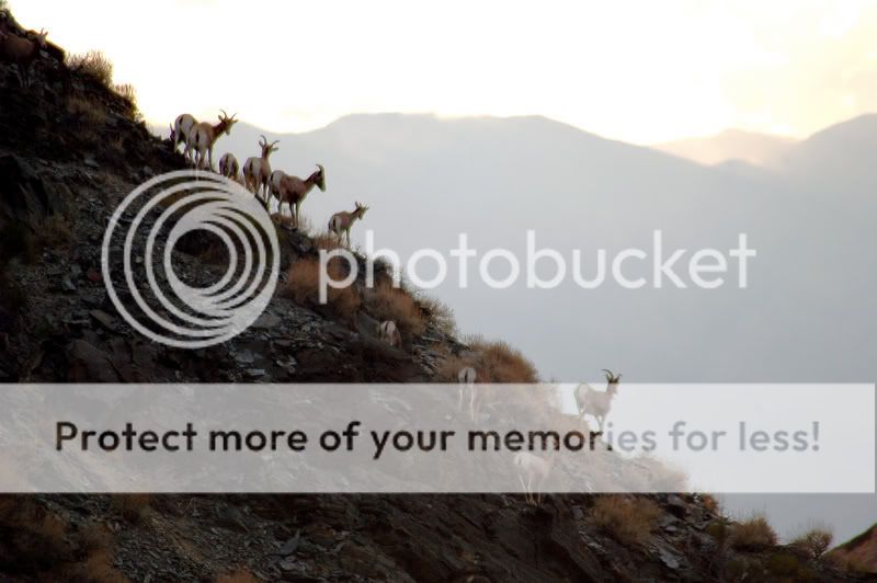 Bighornsheep1.jpg