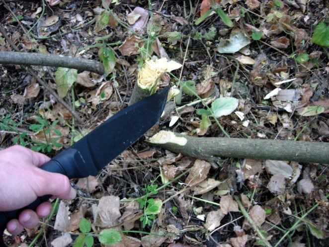 kabarbigscotchbroomcut.jpg