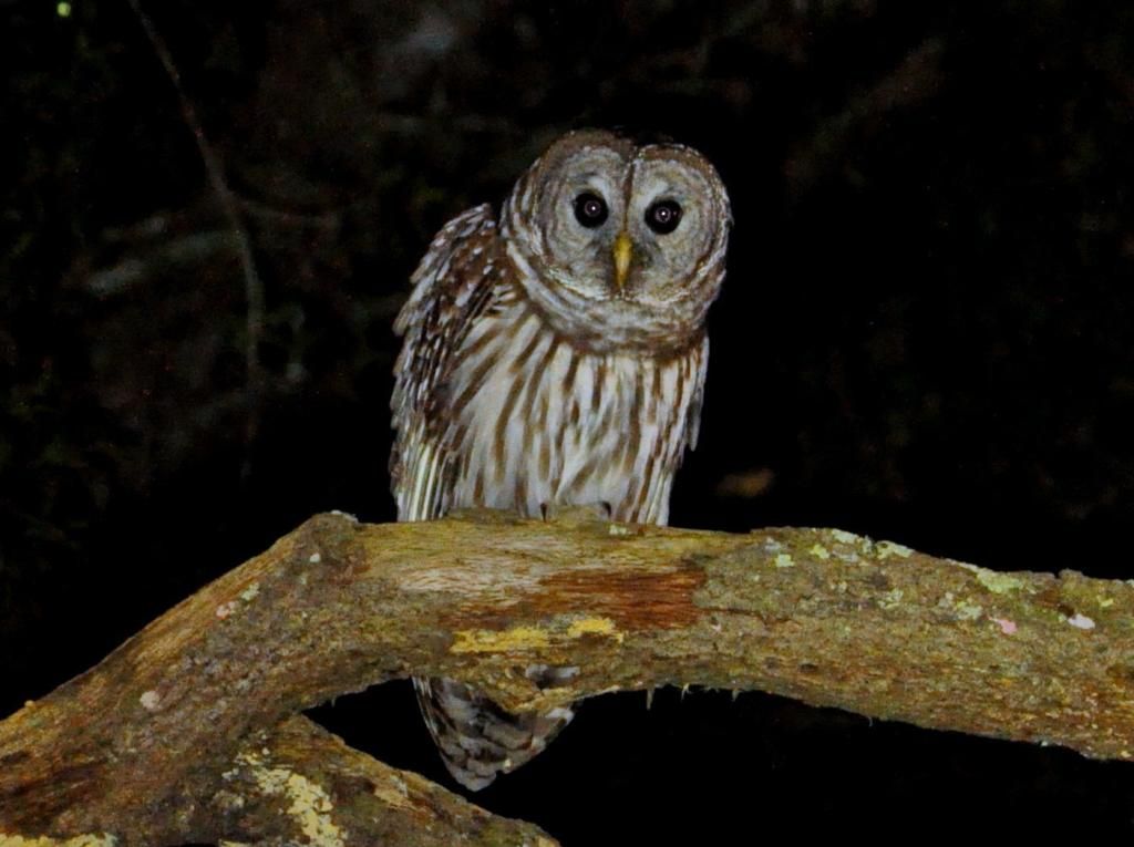 DSC_2074b.jpg