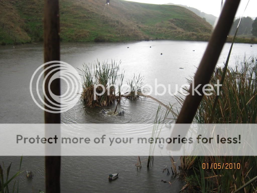 20100401duckshooting062.jpg
